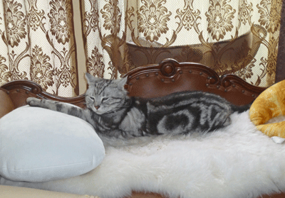 00416ooooo.gif