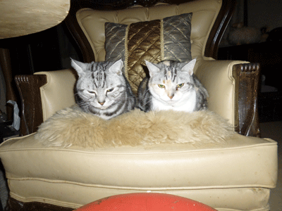 0131fff.gif