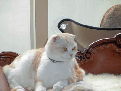 0202ccccc.gif