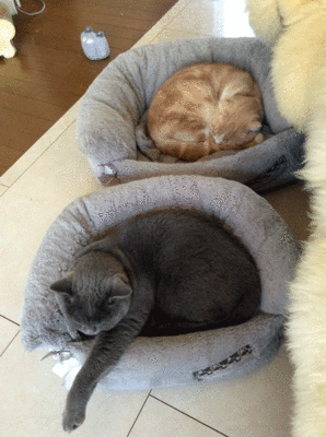 0205ppp.gif