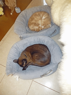 0205qqq.gif