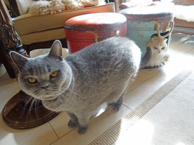 0208ccccc.gif