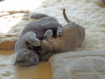 0212bb.gif