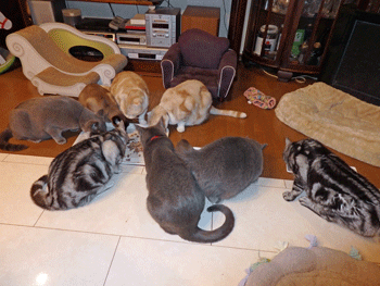 0214pp.gif