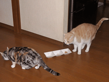 0214qq.gif