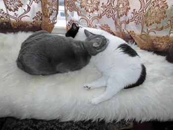 0216qq.gif
