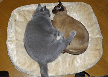 0217aa.gif