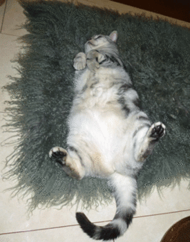 0217bb.gif