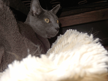 0217vv.gif