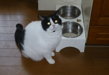 0219aa.gif