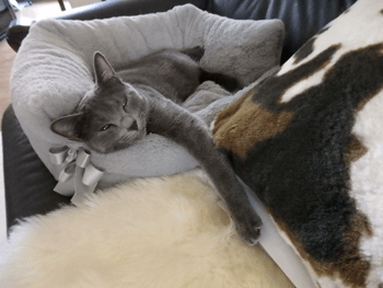 0219bb.gif