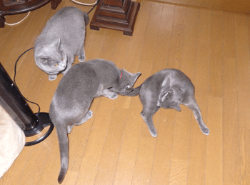 0219cc.gif
