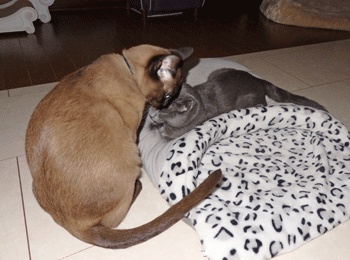 0219dd.gif