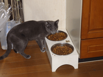 0219ff.gif