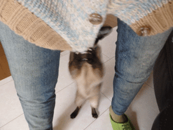 0221pppp.gif