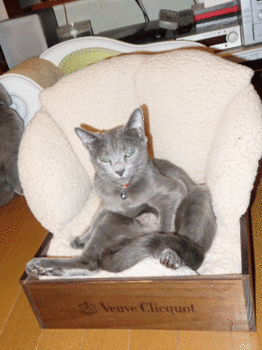 0302aaaa.gif