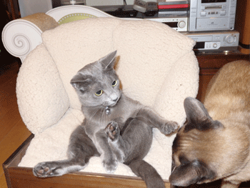 0302bbbb.gif