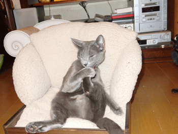 0302cccc.gif