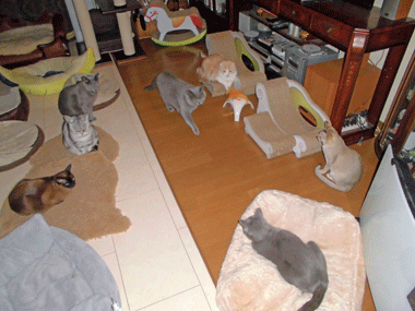 0304cccc.gif