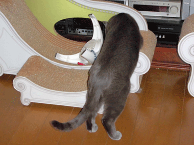 0306bbbbbb.gif