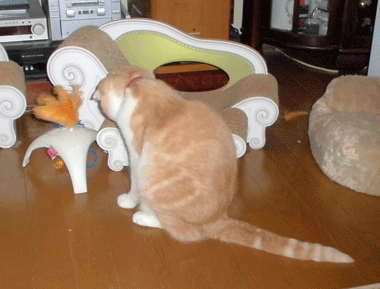 0306cccc.gif