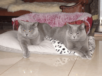 0306oo.gif