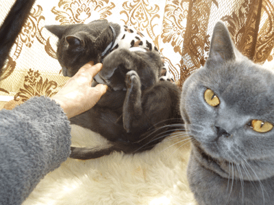 0307bbbbbb.gif