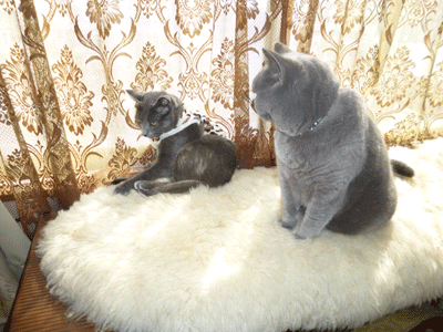 0307cccccc.gif