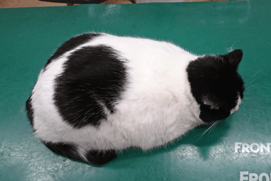 0308aaaa.gif