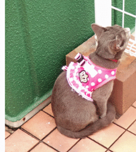 0308ggg.gif