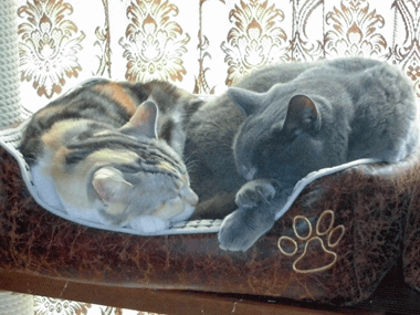 0309cccc.gif
