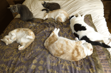0309ppp.gif