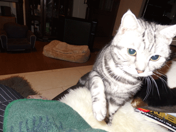 0315aaa.gif