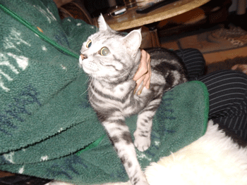 0315bbb.gif