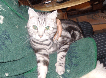 0315ccc.gif