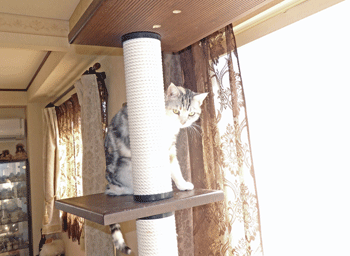0316ccc.gif