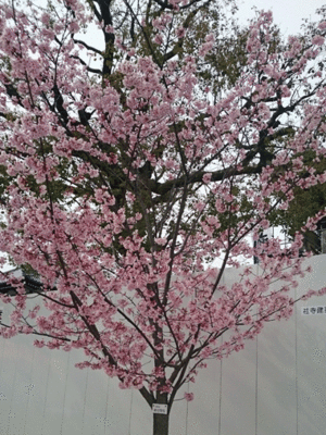 0320eeeee.gif