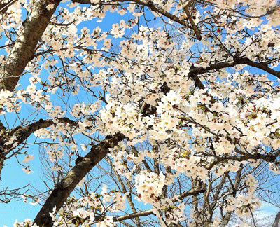 0329aaaaa.gif