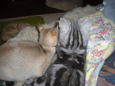 0401aaaa.gif