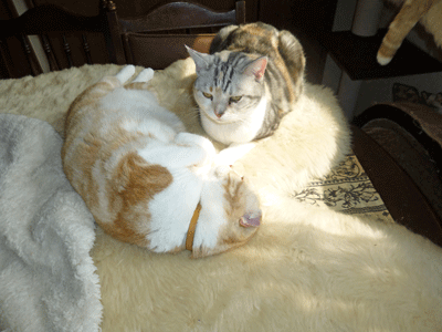 0402aaaaaa.gif