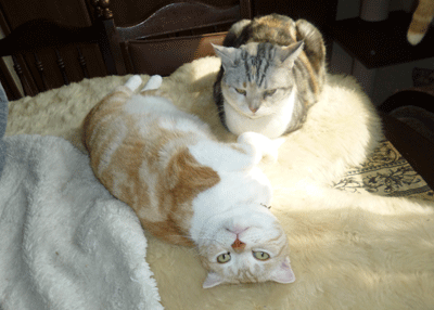0402bbbbbbb.gif