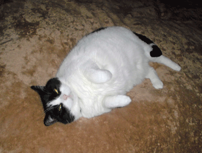 0405cccc.gif