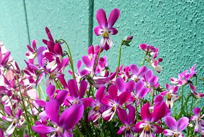 0405ccccccc.gif