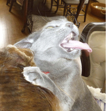 0411ddd.gif