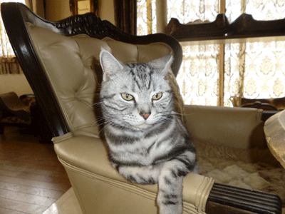 0416cccccc.gif