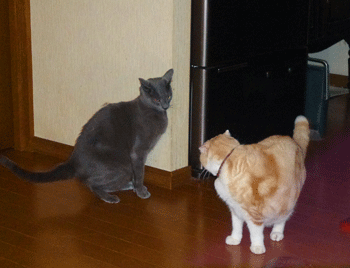 0429aaaa.gif