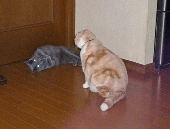 0429cccc.gif