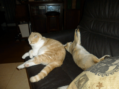 0802ccccc.gif