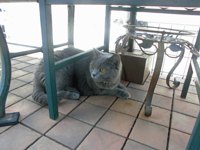0804aaaaaa.gif