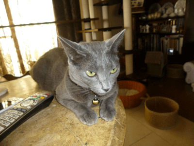 0805bbbbbb.gif
